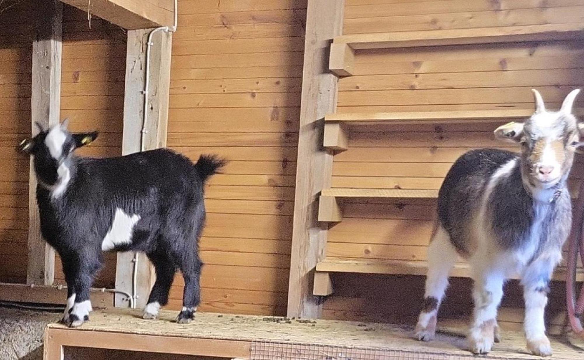 Ferienwohnung Goldfasan Lam Exteriör bild